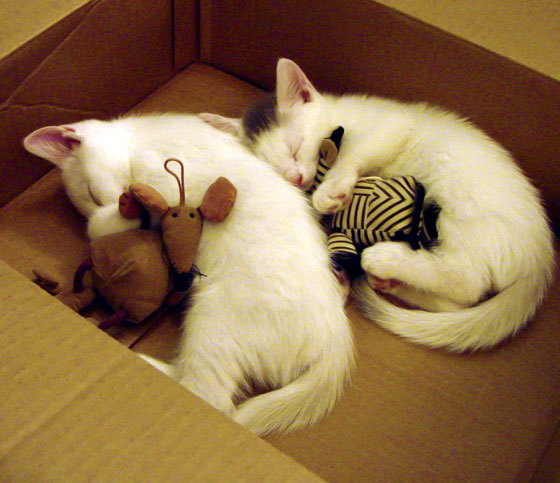 浙江雄狮提升篮板保护确保二次进攻机会,浙江雄狮多少钱一包