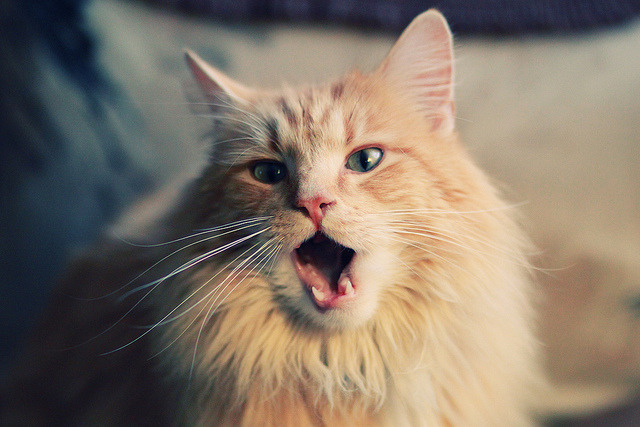 浙江雄狮提升篮板保护确保二次进攻机会,浙江雄狮多少钱一包